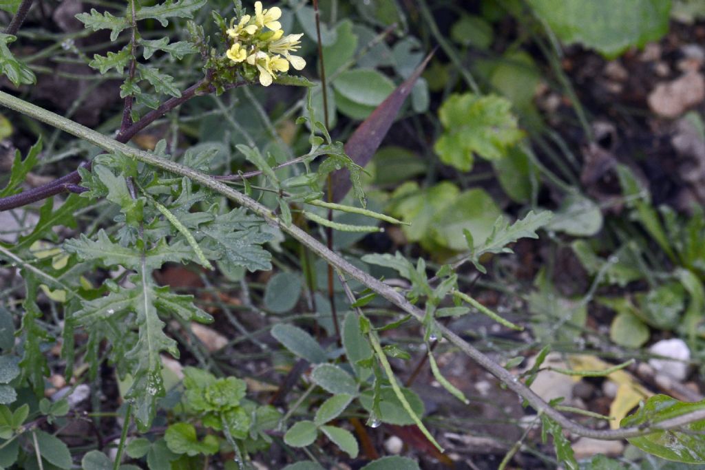 Erucastrum gallicum /Erucastro francese